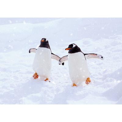 Winter Friends - Personalised Christmas Cards